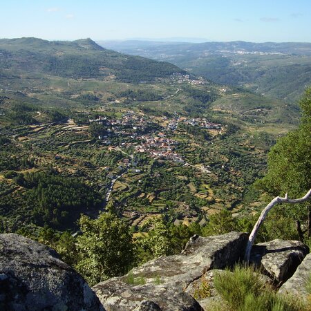 Longa